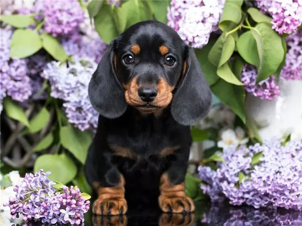 Puppy Among Lilacs
