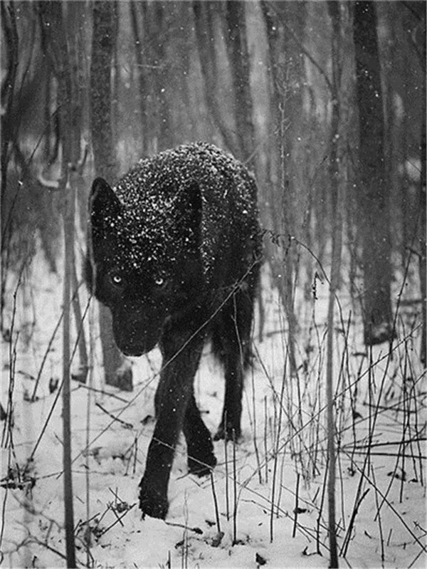 Frost-Dusted Wolf