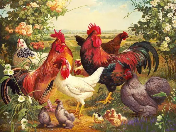 Rooster Flock in Roses