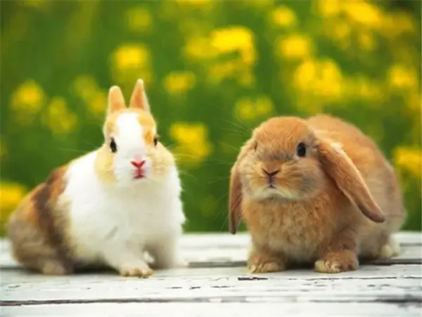 Bunny Pair on Wooden Bench