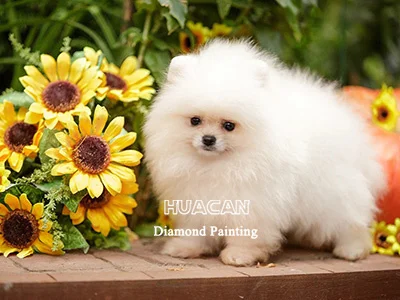 White Puppy with Sunflowers