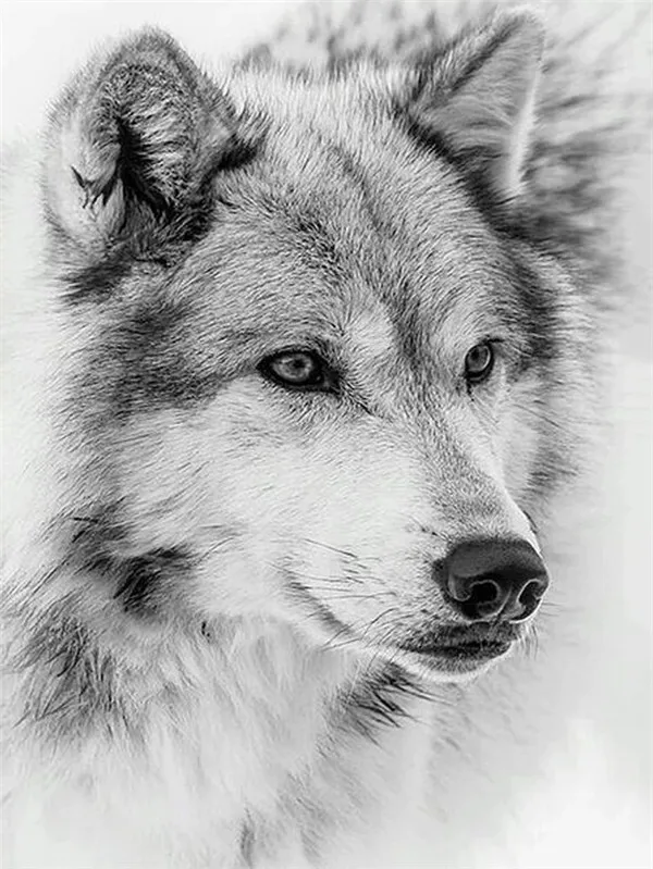 Wolf's Watchful Eyes