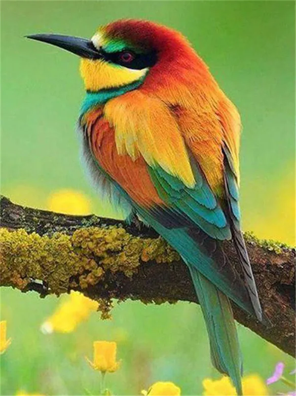 Bee-Eater on Mossy Branch