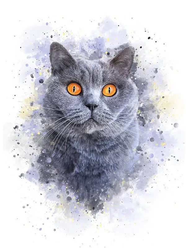 Grey Shorthair Gaze