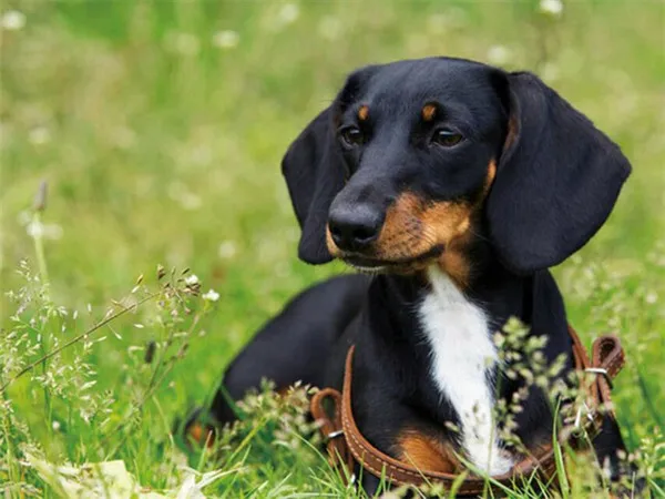 Dog Resting in Tall Grass