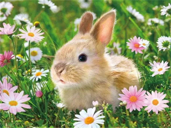 Bunny Among Pink Daisies