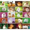 HUACAN Diamond Painting Kit – Puppy Portrait HUACAN Diamond Painting Kit – Puppy Portrait