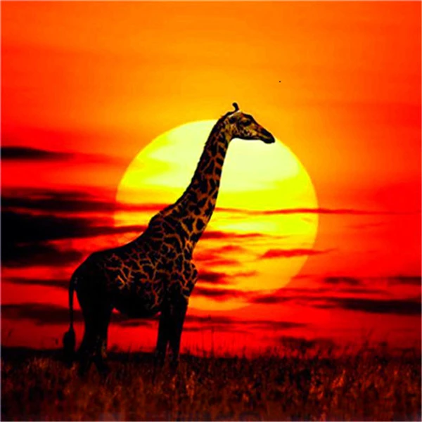 Sunset Silhouette